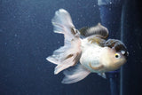 Thai Oranda  Panda 5 Inch (ID#1022To1b-83) Free2Day SHIPPING