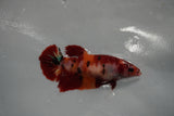 Giant  Koi Galaxy  Plakat Female Betta (ID#801-F402) Free2Day SHIPPING