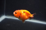 Baby Ranchu  Calico 2.5 Inch (ID#0103R9c-23) Free2Day SHIPPING