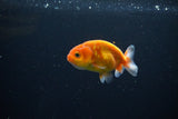 Ranchu  Sakura 2.5 Inch (ID#1119R1c-81) Free2Day SHIPPING