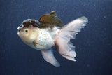 Thai Oranda  Panda 5 Inch (ID#1022To1b-83) Free2Day SHIPPING