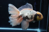Thai Oranda  Panda 6 Inch (ID#415T6b-109)