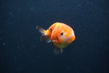 Baby Ranchu  Calico 2.5 Inch (ID#0103R9c-23) Free2Day SHIPPING