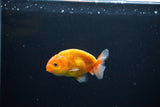 Ranchu  Sakura 2.5 Inch (ID#1119R1c-81) Free2Day SHIPPING