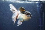 Thai Oranda  Panda 5 Inch (ID#1022To1b-83) Free2Day SHIPPING