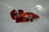 Giant  Koi Galaxy  Plakat Female Betta (ID#801-F402) Free2Day SHIPPING