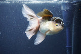 Thai Oranda  Panda 5 Inch (ID#1022To1b-83) Free2Day SHIPPING