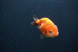 Baby Ranchu  Calico 2.5 Inch (ID#0103R9c-23) Free2Day SHIPPING