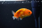 Ranchu  Sakura 2.5 Inch (ID#1119R1c-81) Free2Day SHIPPING