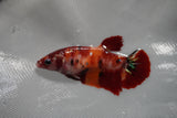 Giant  Koi Galaxy  Plakat Female Betta (ID#801-F402) Free2Day SHIPPING