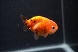 Baby Ranchu  Calico 2.5 Inch (ID#0103R9c-23) Free2Day SHIPPING