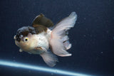 Thai Oranda  Panda 5 Inch (ID#1022To1b-83) Free2Day SHIPPING