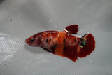 Giant  Koi Galaxy  Plakat Female Betta (ID#801-F402) Free2Day SHIPPING