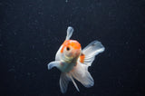 Baby Thai Oranda  Red White 3.5 Inch (ID#311TPTA-93) Free2Day SHIPPING