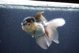 Thai Oranda  Panda 5 Inch (ID#1022To1b-83) Free2Day SHIPPING