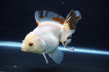 Thai Oranda  Tricolor 5 Inch (ID#411T6c-113)
