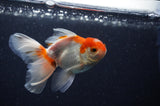 Baby Thai Oranda  Red White 3.5 Inch (ID#311TPTA-93) Free2Day SHIPPING