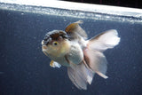 Thai Oranda  Panda 5 Inch (ID#1022To1b-83) Free2Day SHIPPING