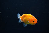 Ranchu  Sakura 3 Inch (ID#1119R1c-82) Free2Day SHIPPING