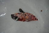 Giant  Koi Galaxy  Plakat Female Betta (ID#801-F403) Free2Day SHIPPING