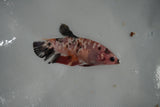 Giant  Koi Galaxy  Plakat Female Betta (ID#801-F403) Free2Day SHIPPING