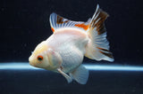 Thai Oranda  Tricolor 5 Inch (ID#411T6c-113)