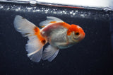 Baby Thai Oranda  Red White 3.5 Inch (ID#311TPTA-93) Free2Day SHIPPING