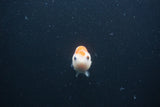 Baby Ranchu  Sakura 2.5 Inch (ID#0103R9c-24) Free2Day SHIPPING