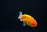 Ranchu  Sakura 3 Inch (ID#1119R1c-82) Free2Day SHIPPING