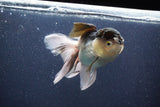 Thai Oranda  Panda 5 Inch (ID#1022To1b-83) Free2Day SHIPPING