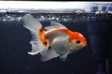 Baby Thai Oranda  Red White 3.5 Inch (ID#311TPTA-93) Free2Day SHIPPING