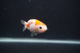 Baby Ranchu  Sakura 2.5 Inch (ID#0103R9c-24) Free2Day SHIPPING