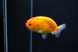 Ranchu  Sakura 3 Inch (ID#1119R1c-82) Free2Day SHIPPING