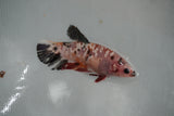 Giant  Koi Galaxy  Plakat Female Betta (ID#801-F403) Free2Day SHIPPING