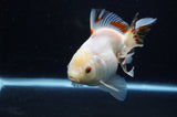 Thai Oranda  Tricolor 5 Inch (ID#411T6c-113)