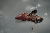 Giant  Koi Galaxy  Plakat Female Betta (ID#801-F403) Free2Day SHIPPING