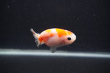 Baby Ranchu  Sakura 2.5 Inch (ID#0103R9c-24) Free2Day SHIPPING