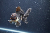 Thai Oranda  Tricolor 5 Inch (ID#1022To1b-84) Free2Day SHIPPING