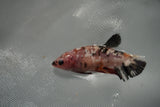 Giant  Koi Galaxy  Plakat Female Betta (ID#801-F403) Free2Day SHIPPING