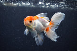 Baby Thai Oranda  Red White 3.5 Inch (ID#311TPTA-93) Free2Day SHIPPING