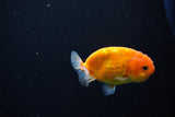 Ranchu  Sakura 3 Inch (ID#1119R1c-82) Free2Day SHIPPING