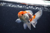 Baby Thai Oranda  Red White 3.5 Inch (ID#311TPTA-93) Free2Day SHIPPING