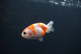 Baby Ranchu  Sakura 2.5 Inch (ID#0103R9c-24) Free2Day SHIPPING