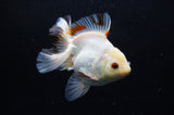 Thai Oranda  Tricolor 5 Inch (ID#411T6c-113)