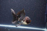 Thai Oranda  Tricolor 5 Inch (ID#1022To1b-84) Free2Day SHIPPING