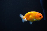 Ranchu  Sakura 3 Inch (ID#1119R1c-82) Free2Day SHIPPING