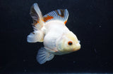 Thai Oranda  Tricolor 5 Inch (ID#411T6c-113)