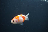 Baby Ranchu  Sakura 2.5 Inch (ID#0103R9c-24) Free2Day SHIPPING