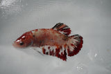 Giant Nemo Koi Galaxy  Plakat Female Betta (ID#801-F404) Free2Day SHIPPING