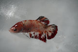 Giant Nemo Koi Galaxy  Plakat Female Betta (ID#801-F404) Free2Day SHIPPING